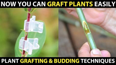 Difference of grafting and marcotting plant